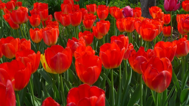 Photo by Suzanne Loebl